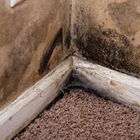 Carpet Mould Removal Brisbane